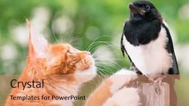  Presentation with maine - Theme enhanced with nestle food - domestic red maine coon kitten background and a coral colored foreground