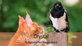  Presentation with young grey maine coon cat - PPT layouts featuring nestle food - domestic red maine coon kitten background and a coral colored foreground