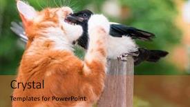  Presentation with maine - Theme enhanced with nestle food - domestic red maine coon kitten background and a red colored foreground