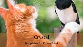  Presentation with hello kitty cute little kitten - Beautiful slide set featuring nestle food - domestic red maine coon kitten backdrop and a coral colored foreground