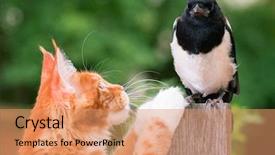  Presentation with hello kitty cute little kitten - Amazing theme having nestle food - domestic red maine coon kitten backdrop and a coral colored foreground