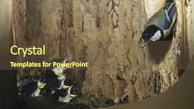  Presentation with chicks - Cool new presentation theme with nestle food - great tit feeding her chicks backdrop and a tawny brown colored foreground