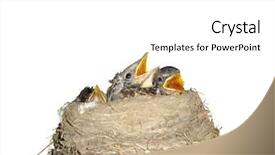  Presentation with love bird - Colorful PPT theme enhanced with nestle food - isolated bird nest and nestling backdrop and a white colored foreground