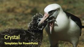  Presentation with baby feeding products - Theme consisting of nestle food - laysan albatross phoebastria immutabilis feeding background and a wine colored foreground