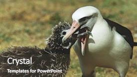  Presentation with babies feeding - Slide deck with nestle food - laysan albatross phoebastria immutabilis feeding background and a tawny brown colored foreground