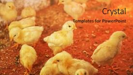  Presentation with nestle - Slides consisting of nestle food - little chickens in incubator background and a gold colored foreground