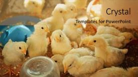 Presentation with nestle - Amazing PPT theme having nestle food - little chickens in incubator backdrop and a yellow colored foreground