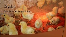  Presentation with nestle - PPT theme with nestle food - little chickens in incubator background and a coral colored foreground