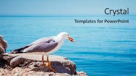  Presentation with nestle - Audience pleasing PPT layouts consisting of nestle food - seagull hunting for fish backdrop and a light blue colored foreground