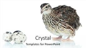  Presentation with nestle - Colorful slide deck enhanced with business commercial corporate development concept backdrop and a light gray colored foreground