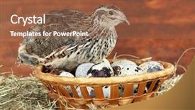  Presentation with quail - Beautiful slides featuring nestle food - young quail with eggs backdrop and a tawny brown colored foreground