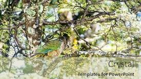  Presentation with new zealand - PPT theme with nestor notabilis kea is an endemic mountain parrot in arthur's pass - southern alps new zealand it is a very smart omnivorous bird background and a mint green colored foreground