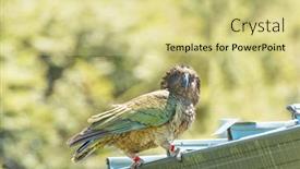  Presentation with new zealand - Beautiful PPT theme featuring nestor-notabilis-kea backdrop and a soft green colored foreground