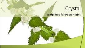  Presentation with nettle - Audience pleasing PPT theme consisting of nettle flowering lamium album isolated on white background backdrop and a soft green colored foreground