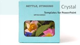  Presentation with nettle - Presentation theme enhanced with nettle-stinging-medicinal-herbs background and a arctic colored foreground