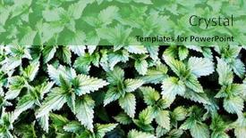  Presentation with surface areas and volumes - Amazing PPT layouts having nettles-background-with-some-shades backdrop and a seafoam green colored foreground