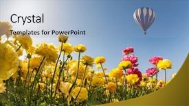  Presentation with balloon - PPT theme enhanced with neverland sun flowers and balloon the concept of recreation and eco-tourism huge multicolored balloon flies slowly overfield of garden buttercups background and a light blue colored foreground