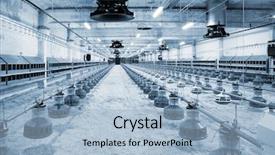  Presentation with poultry farm - Cool new PPT theme with new automated integrated poultry backdrop and a light blue colored foreground