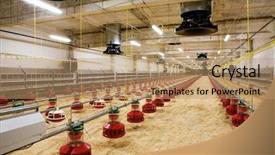  Presentation with poultry farm - Slides consisting of new automated integrated poultry farm background and a coral colored foreground