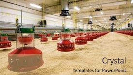  Presentation with poultry farm - PPT theme featuring new automated integrated poultry background and a coral colored foreground
