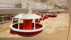  Presentation with poultry farm - Presentation design having new automated integrated poultry farm background and a coral colored foreground