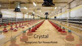  Presentation with chicken - PPT theme featuring new automated integrated poultry farm background and a coral colored foreground