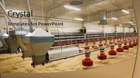 Presentation with chicken - Theme with new automated integrated poultry farm background and a coral colored foreground