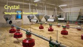  Presentation with poultry farm - Slides with new automated integrated poultry background and a coral colored foreground