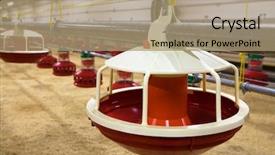  Presentation with poultry farm - Colorful PPT layouts enhanced with new automated integrated poultry backdrop and a coral colored foreground