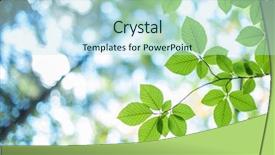  Presentation with forest morning - Slide set consisting of new beech leaf in morning background and a  colored foreground