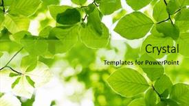  Presentation with forest morning - Presentation theme with new beech leaf in morning forest background and a yellow colored foreground