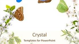  Presentation with white flowers - Colorful theme enhanced with birthday cake with candles number backdrop and a yellow colored foreground