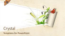  Presentation with insect - PPT layouts enhanced with new beginning butterfly - green leaves and insect background and a  colored foreground