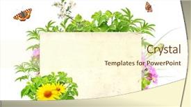  Presentation with new beginning - Amazing presentation having new beginning butterfly - message of nature isolated backdrop and a cream colored foreground