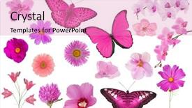  Presentation with new beginning - Cool new PPT theme with new beginning butterfly - set of pink color flowers backdrop and a coral colored foreground