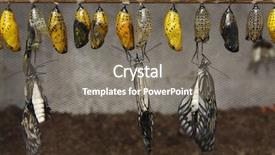  Presentation with yellow wood - Audience pleasing theme consisting of new beginning butterfly - yellow cocoons are hanging backdrop and a  colored foreground