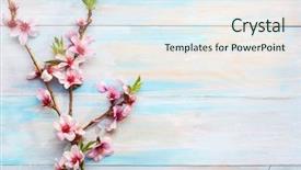  Presentation with almond - Cool new slides with pale colors - flowering branches of almond backdrop and a sky blue colored foreground