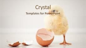  Presentation with beginnings - Presentation theme consisting of new beginnings - adorable baby chicken background and a lemonade colored foreground