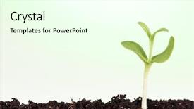  Presentation with new beginnings - Audience pleasing presentation consisting of new beginnings - birthday of a small plant backdrop and a cream colored foreground