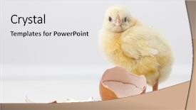  Presentation with new beginnings - PPT theme with new beginnings - cute chicken with eggs background and a white colored foreground