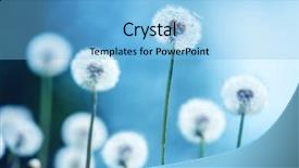  Presentation with new beginnings - PPT theme enhanced with new beginnings - dandelions on blue background closeup background and a light blue colored foreground