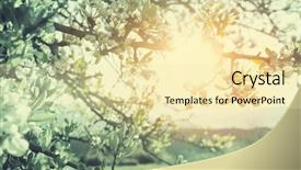  Presentation with new beginnings - Slide set featuring new beginnings - flowers of the cherry blossoms background and a blonde colored foreground