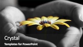  Presentation with daisy - Audience pleasing presentation theme consisting of new beginnings - fragile daisy being protected backdrop and a dark gray colored foreground