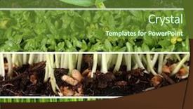  Presentation with new beginnings - Cool new PPT layouts with new beginnings - gardening collage backdrop and a tawny brown colored foreground