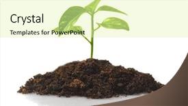  Presentation with new beginnings - Amazing slides having new beginnings - small plant backdrop and a blonde colored foreground