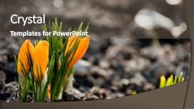  Presentation with beginnings - Cool new presentation design with new beginnings - yellow crocus backdrop and a gray colored foreground