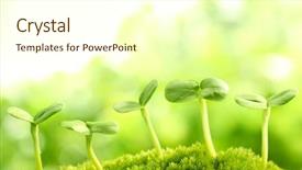  Presentation with new beginnings - PPT theme consisting of maori culture - moais at rano raraku stone background and a lemonade colored foreground