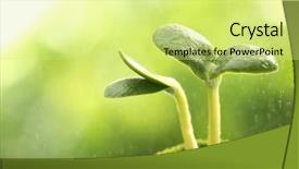  Presentation with new beginnings - Beautiful PPT layouts featuring new beginnings - young sprout in sunlight closeup backdrop and a yellow colored foreground