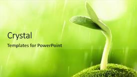  Presentation with new beginnings - Colorful slide set enhanced with new beginnings - young sprout in the rain backdrop and a yellow colored foreground