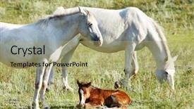  Presentation with new born - Audience pleasing theme consisting of new-born foal and two horses backdrop and a mint green colored foreground
